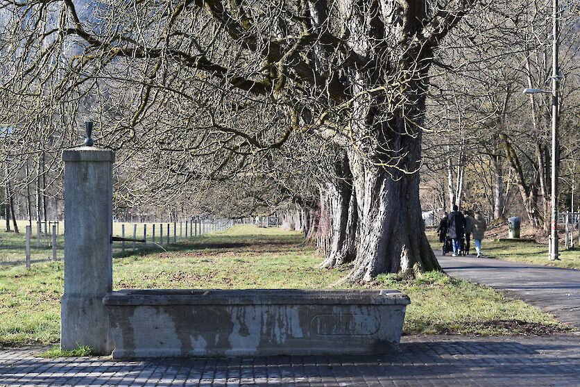Der Brunnen, von Architekt Emil Schäfer gestaltet, wurde 1915 vom Verschönerungsverein auf die Allmend gestellt. 1936 wurde der Stock erneuert und der Trog aufbereitet. Seit 1973 steht er am jetzigen Standort. (Foto: weingartenexpo)