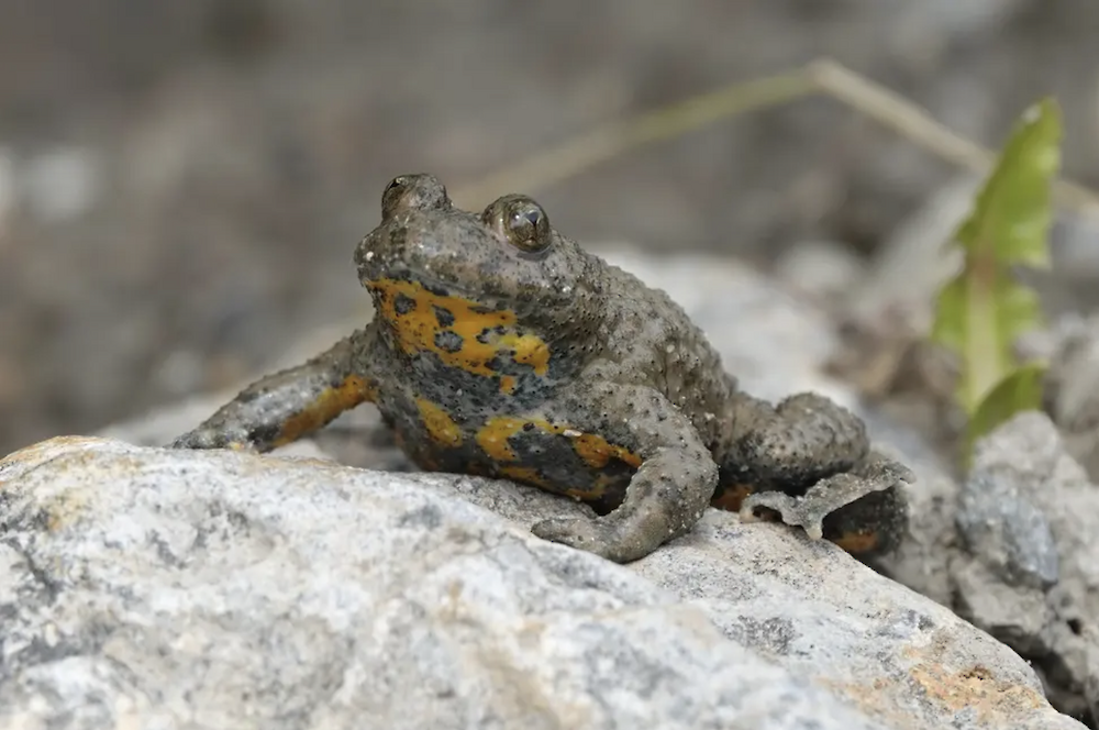 Gelbbauchunke (Foto Jürgen Kühnis)