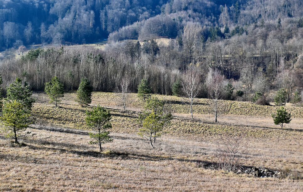 Mit Aushubmaterial des Uetlibergtunnels geformte Landschaft. (Foto: weingartenexpo)