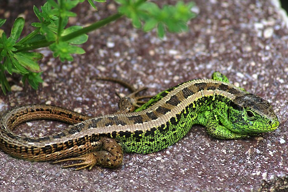 Die Zauneidechse lebt in den Steinhaufen. (Foto: Friedrich Boehringer)